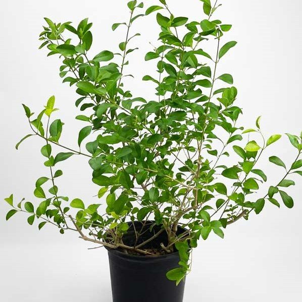 Indian Privet – Clerodendrum Inerme