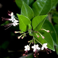 Indian Privet – Clerodendrum Inerme