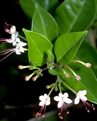 Indian Privet – Clerodendrum Inerme