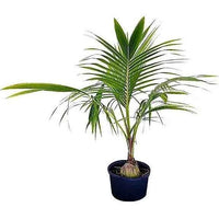 Coconut Tree