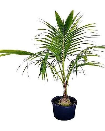 Coconut Palm Tree