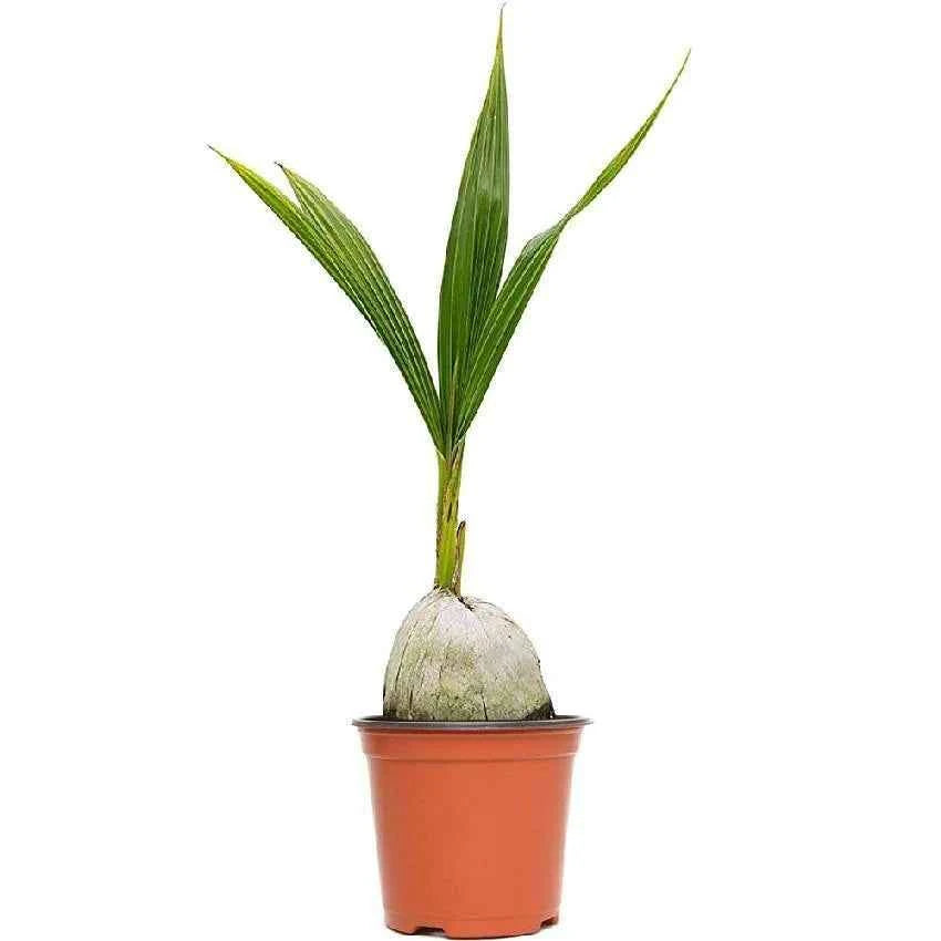 Coconut Tree – Thailand