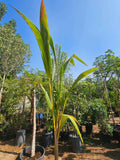 Coconut palm