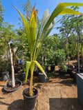 Coconut palm