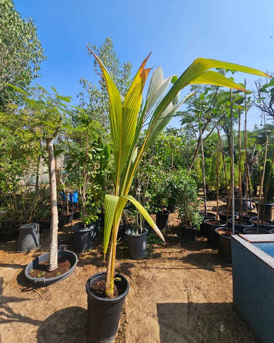 Coconut Palm Tree