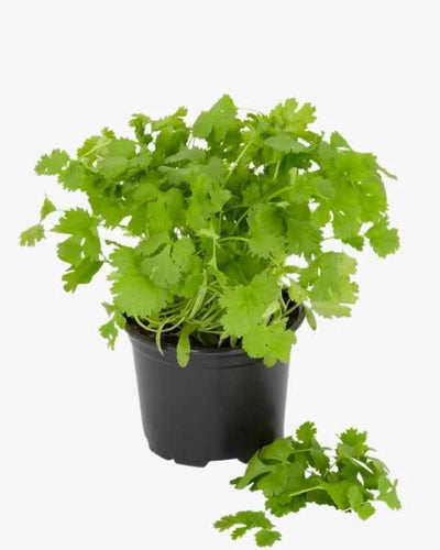Coriander – V15