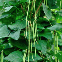 Cowpea