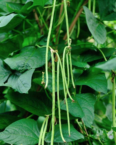 Cowpea