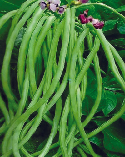 Cowpea