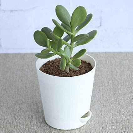 Jade Plant