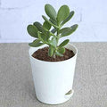 Jade Plant