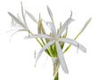 Crinum asiaticum