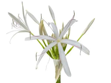 Crinum asiaticum