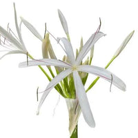 Crinum Asiaticum