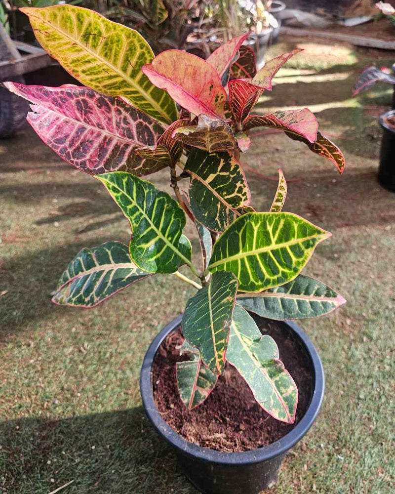 Croton