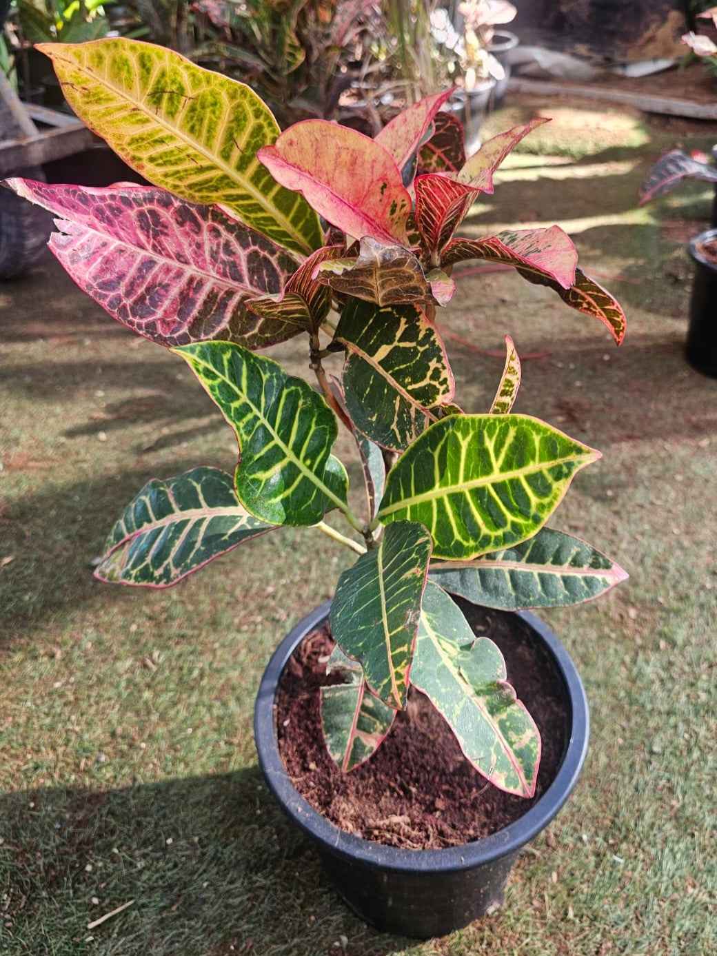 Croton