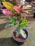 Croton