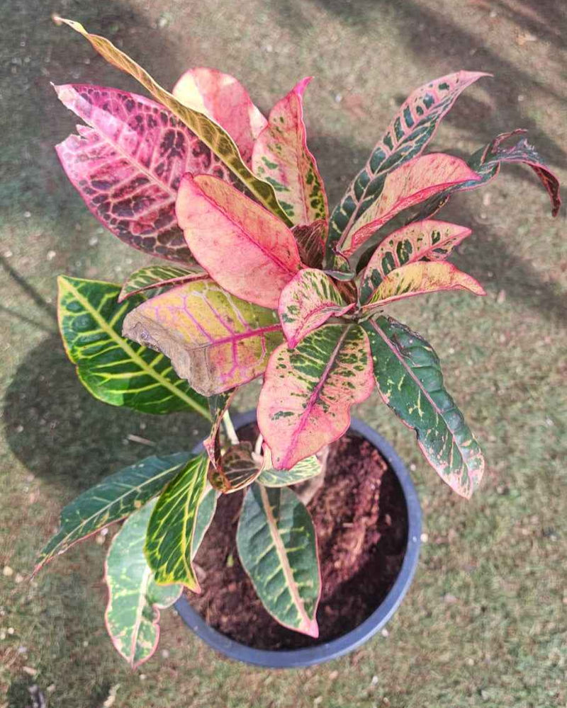 Croton