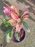 Croton