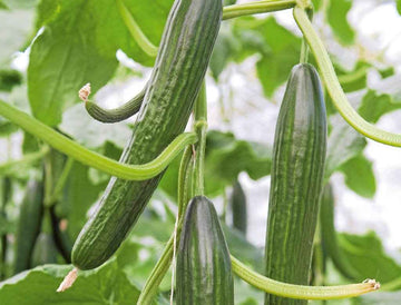 Cucumber