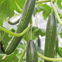Cucumber plant