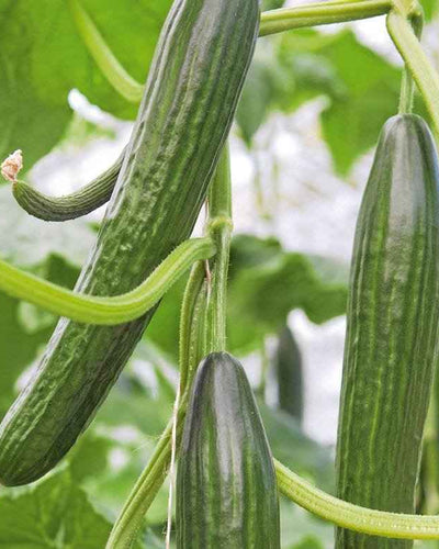 Cucumber