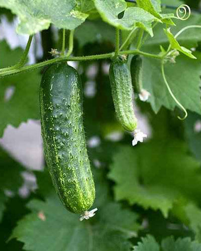 Cucumber plant