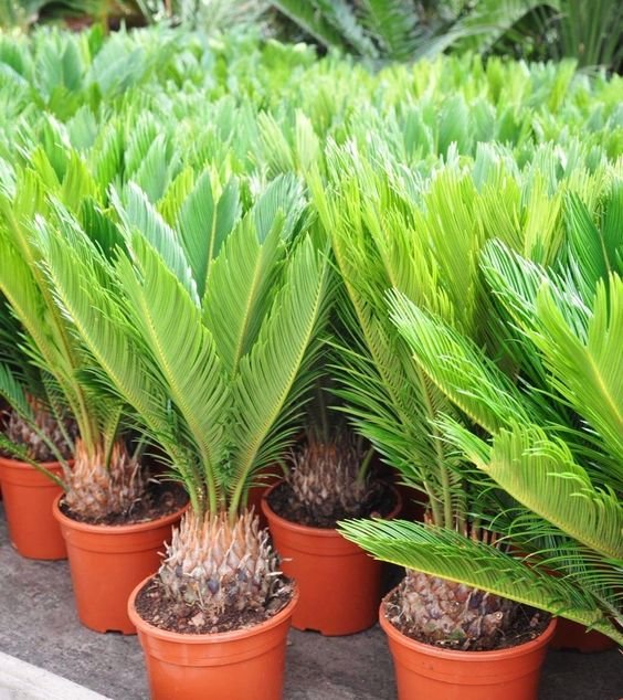 Cycas (Sago Palm)