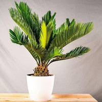 Cycas Sago Palm