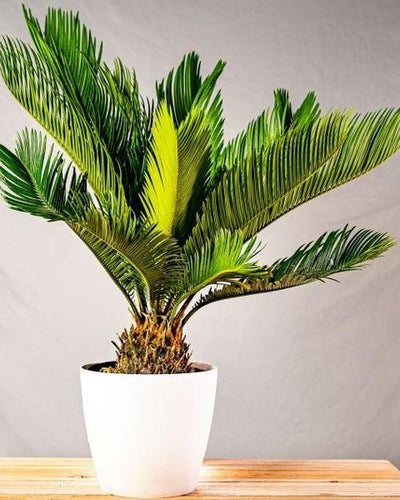Cycas Sago Palm