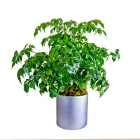 Buy China Doll Plant Dubai & UAE | Radermachera – Souq Garden