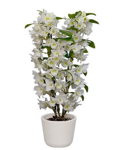Dendrobium Nobile Starclass Orchid