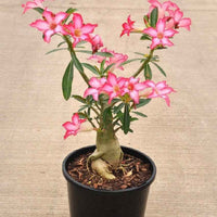 Desert Rose