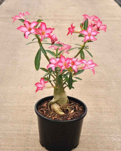 Desert Rose