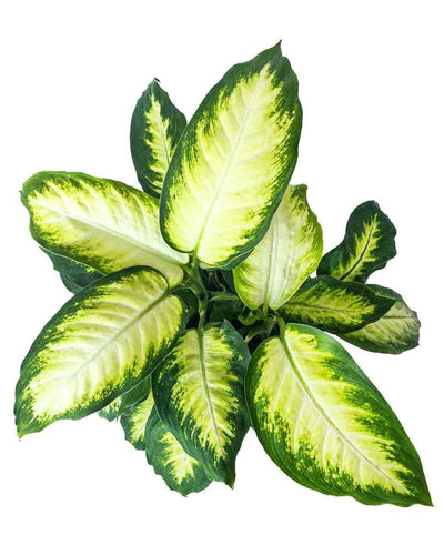 Dieffenbachia Camilla (Dumb Cane Plant)