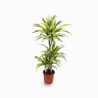Dracaena Fragrans Golden Coast