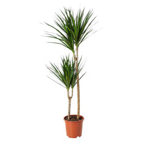 Dracaena Marginata
