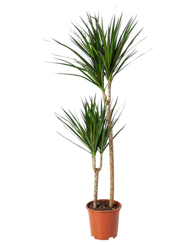 Dracaena Marginata Dragon Tree indoor plant Dubai UAE Souq Garden