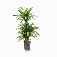 Dracaena Fragrans Ulises
