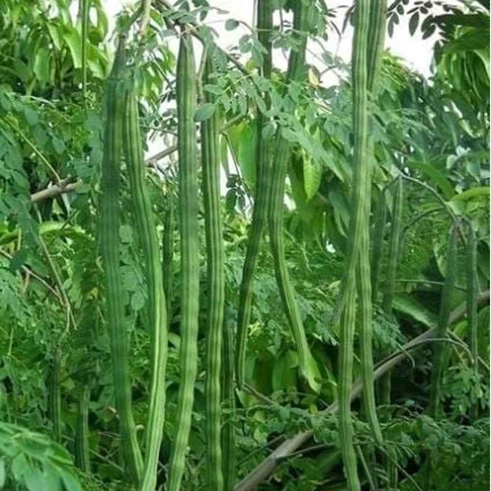 Moringa – Drumstick