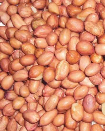Ground nut