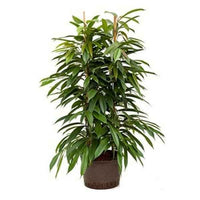 Ficus Amstel King