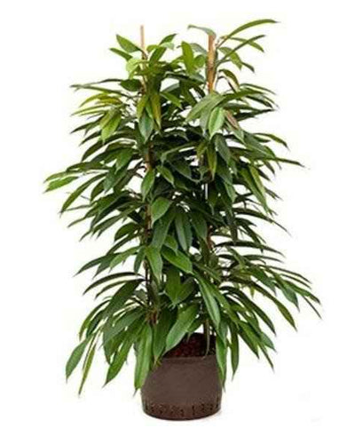 Ficus Amstel King