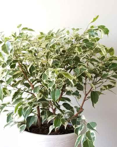 Ficus Benjamina Variegated
