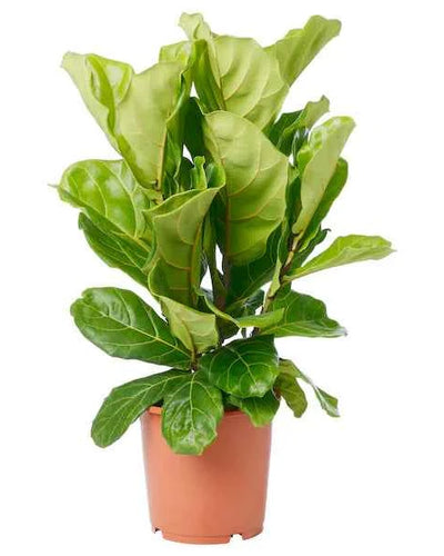 Ficus Lyrata (Fiddle Leaf Fig)