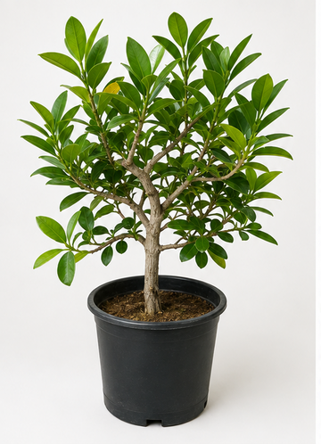 Hawaii Ficus plant with a woody trunk and glossy green leaves in a black nursery pot