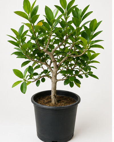 Hawaii Ficus plant with a woody trunk and glossy green leaves in a black nursery pot