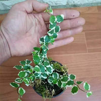 Variegated Creeping Fig
