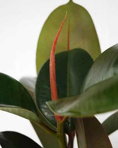 Rubber Plant (Ficus Elastica Robusta)