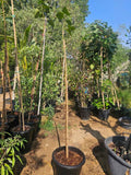 Ficus religiosa